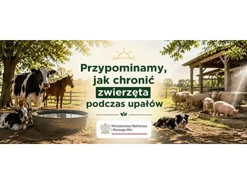 Jak chronić zwierzęta przed upałami? Praktyczne porady na czas fali gorąca