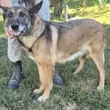 Zgubił ktoś takiego psa? Błąkał się w okolicach Rososzy.