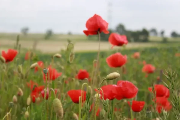 Dożynki Powiatowo-Gminno-Parafialne w Kwiatkowicach już w niedzielę 23 sierpnia
