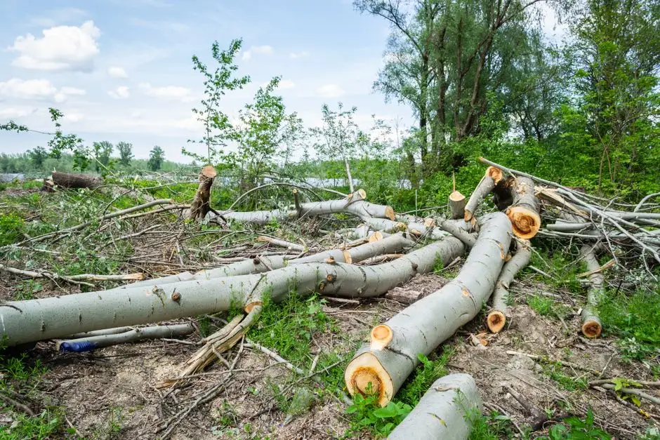 Zezwolenie na wycinkę drzew w Teodorach – decyzja burmistrza Łasku