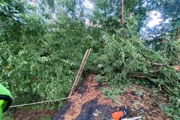 Powalone drzewo uszkodziło budynek gospodarczy w Łasku. Interweniowała OSP Kolumna