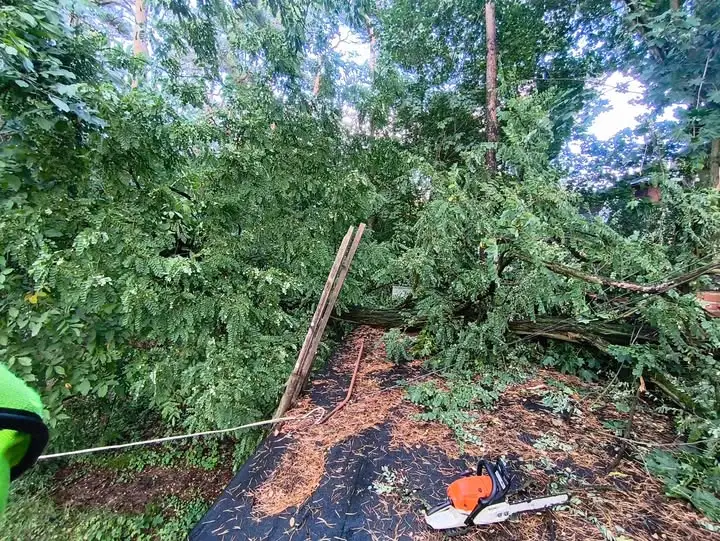 Powalone drzewo uszkodziło budynek gospodarczy w Łasku. Interweniowała OSP Kolumna